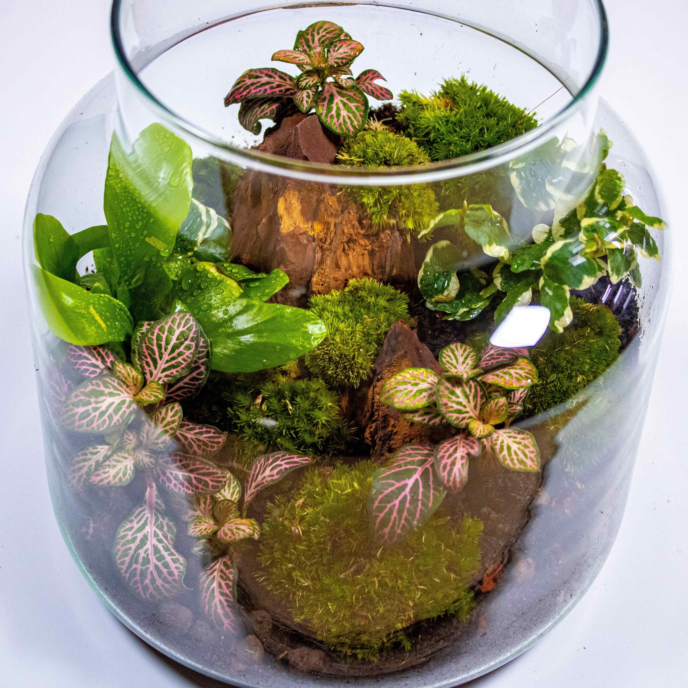 Bring the Wild Indoors